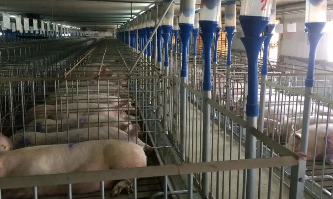 老萬集團生物質顆粒商用鍋爐為順鑫養殖場萬頭生豬供暖